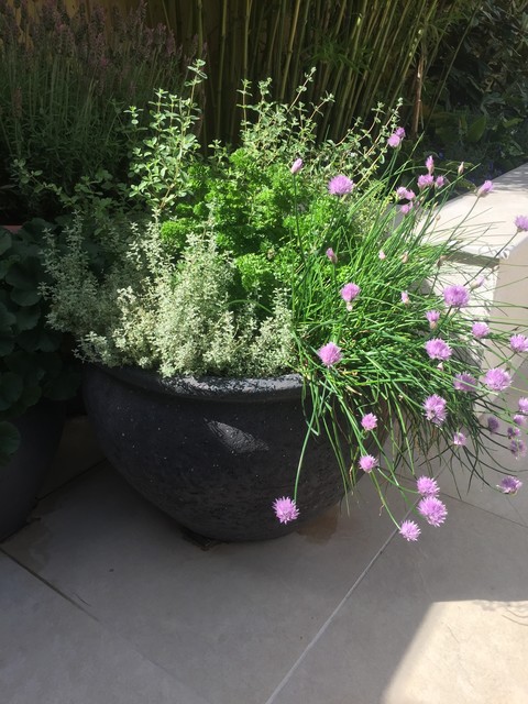 Clapham Common West Side contemporary-garden