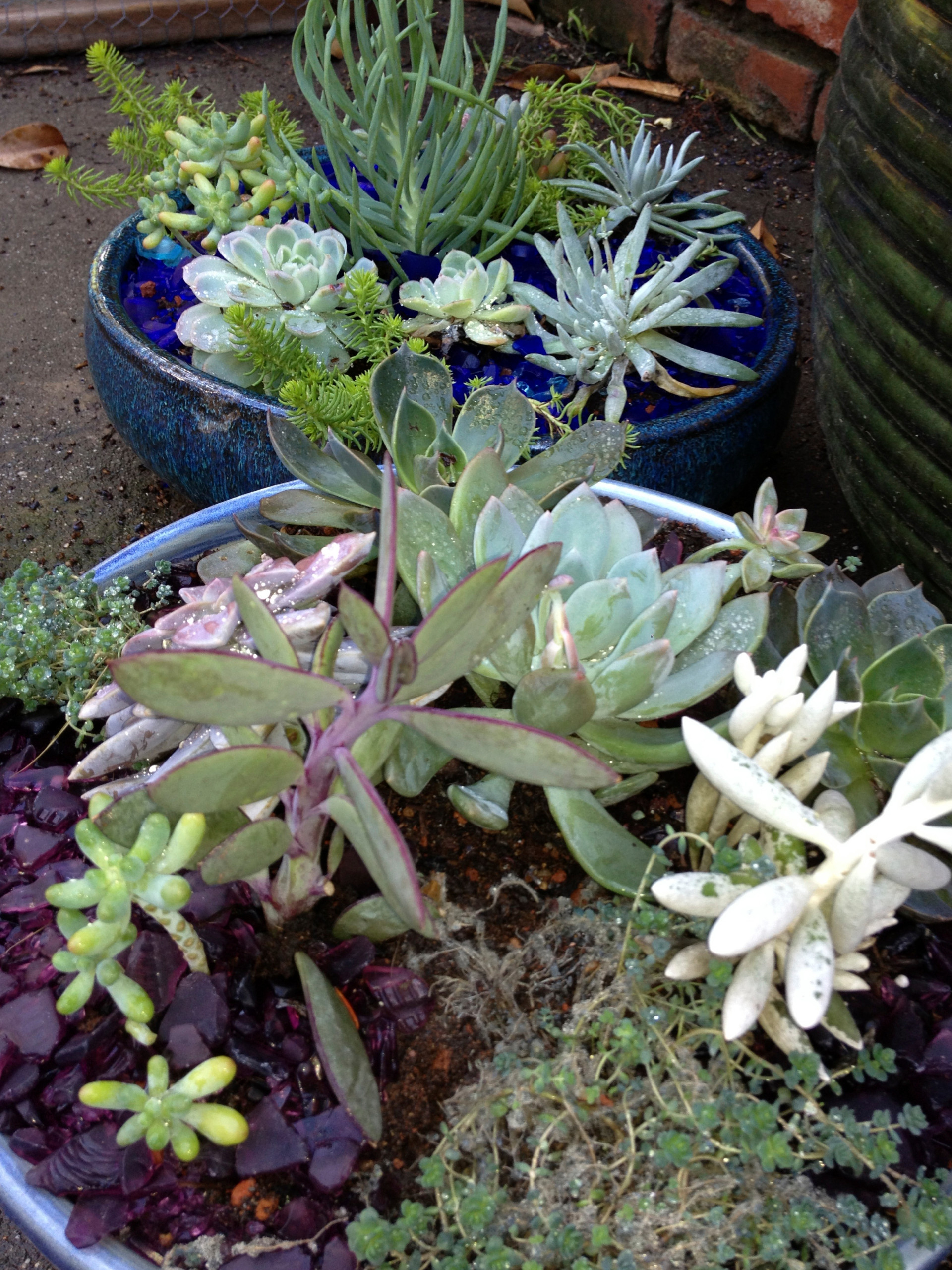 container gardens and misc.