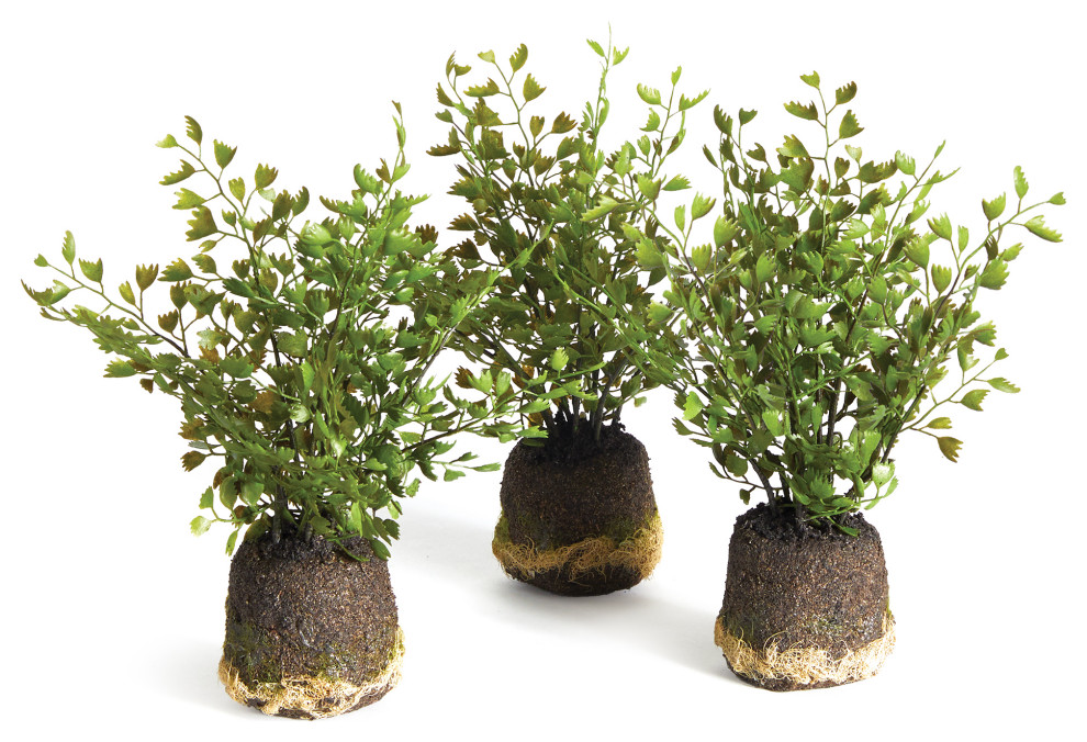 Maidenhair DropIns, Set Of 3 Artificial Plants And Trees by Napa
