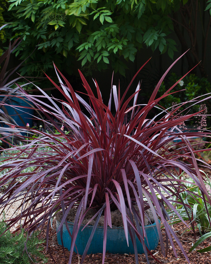 ‘DesignALine’ Cordyline Cordyline 'DesignaLine Burgundy' PPAF