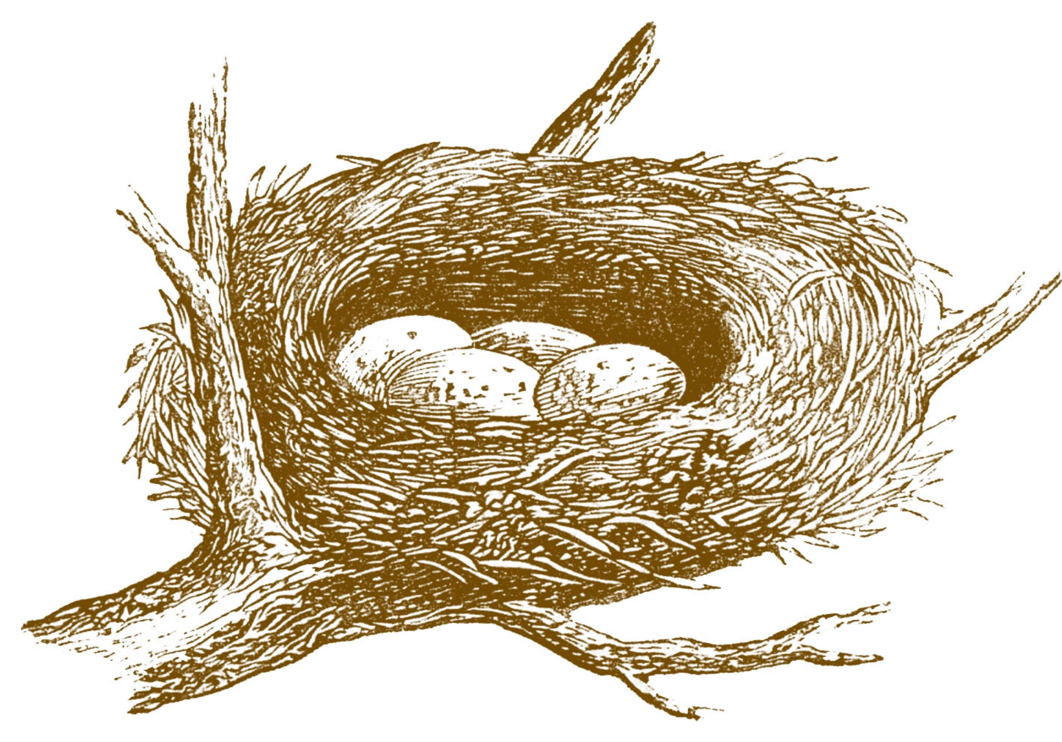 Burrow & Nest