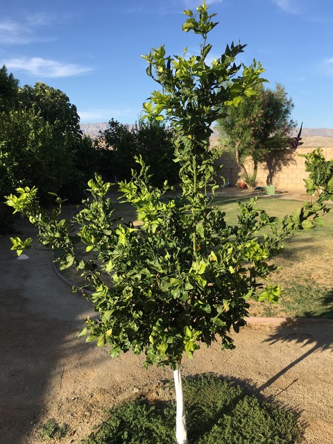 Pixie mandarin planted 5/22/16 