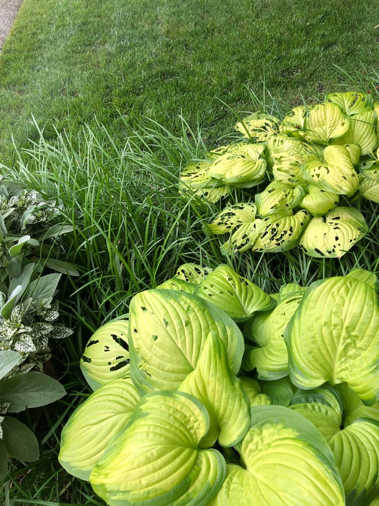 Snails or slugs eating my hostas