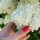 Merve Ympl