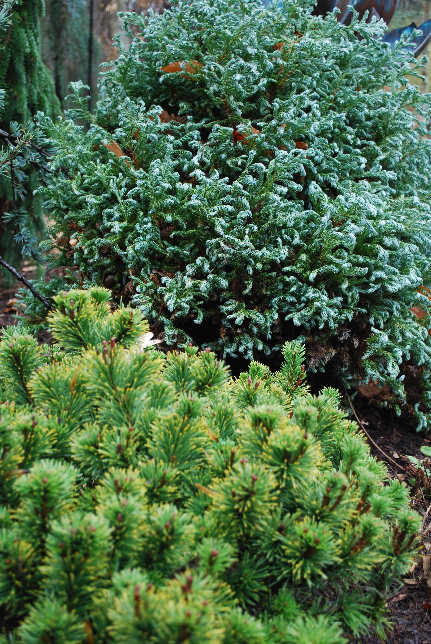 Slow Mound Mugo pine with Curly Tops chamaecyparis