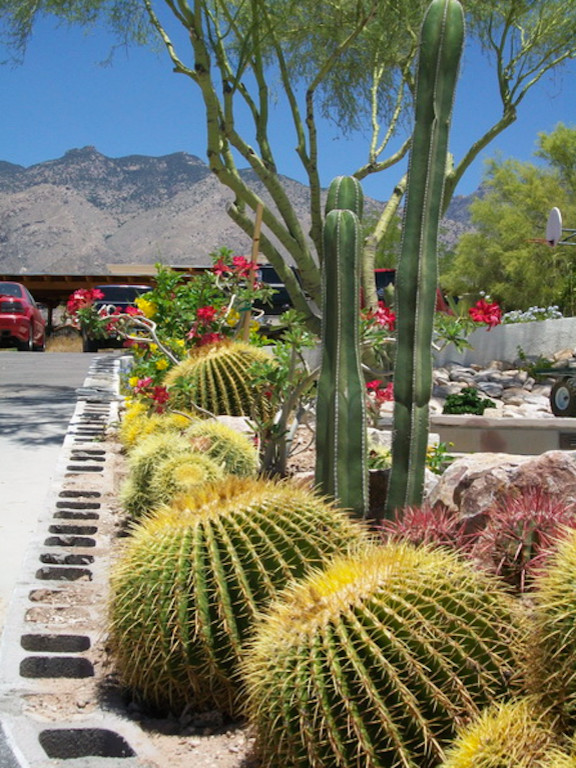 Design ideas for a rustic landscaping in Phoenix.