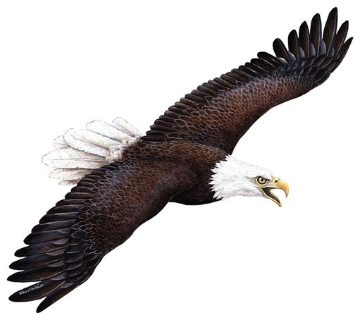 Eagle Wall Decal