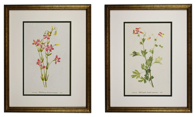1925 Wildflower Botanical Antique Print