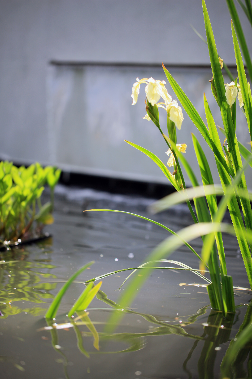 Геометрия природы Moscow Flower Show 2017