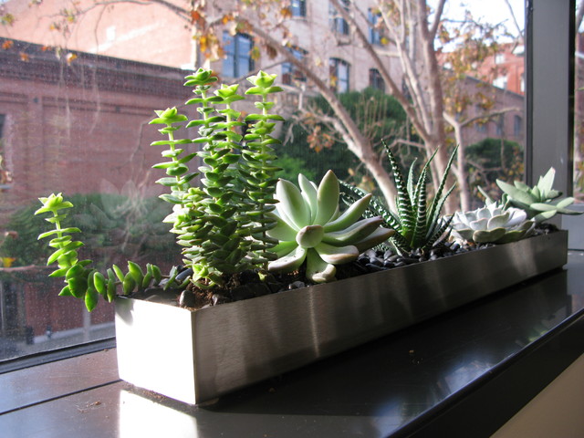 Indoor plants that like full sunlight