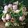 jeanette_rorison