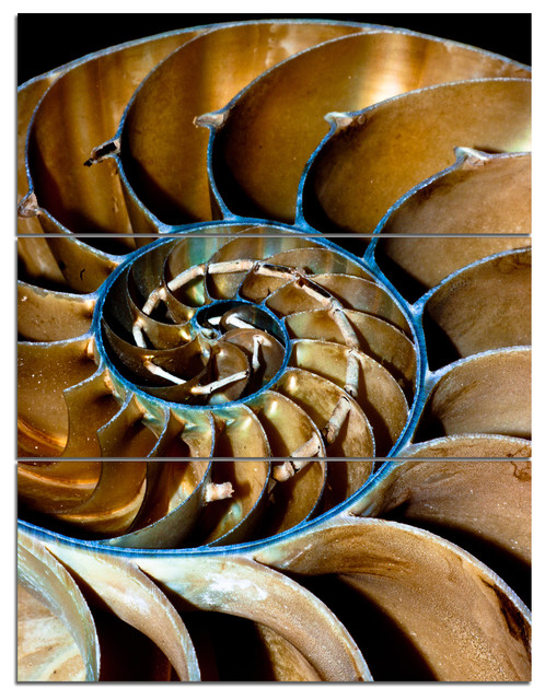 Brown Nautilus Shell Art Canvas Print 3 Panels 28 X36 Beach Style Prints And Posters By Design Art Usa Houzz