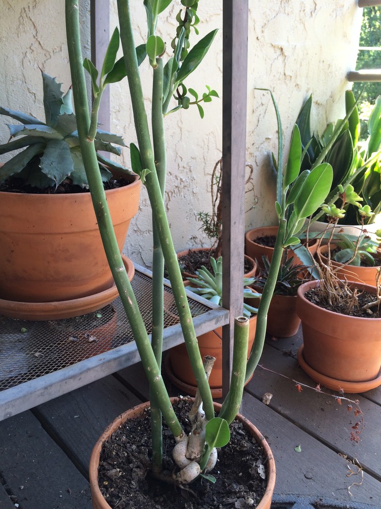 Can someone ID tall skinny succulent? | Houzz Forum
