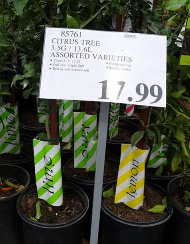 When does your Costco bring out the citrus?