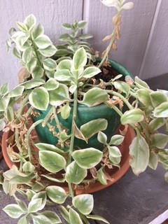 hanging basket plant pots The Sill Golden Pothos Hanging Basket Houseplants, Medium in Grow Pot