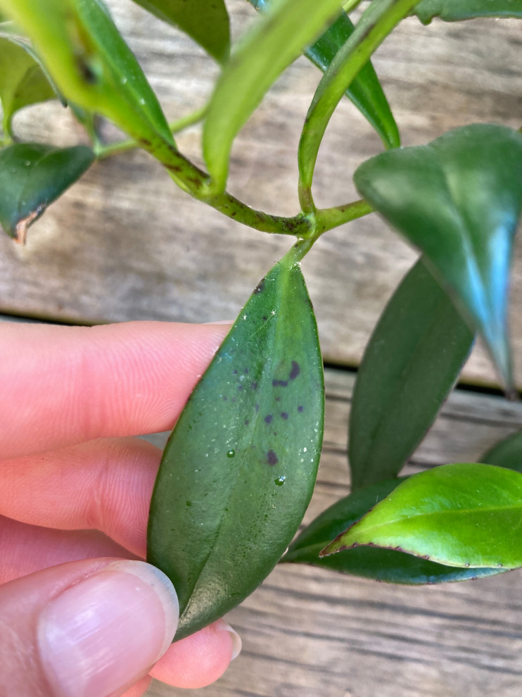 What To Do About Black Spots On Lipstick