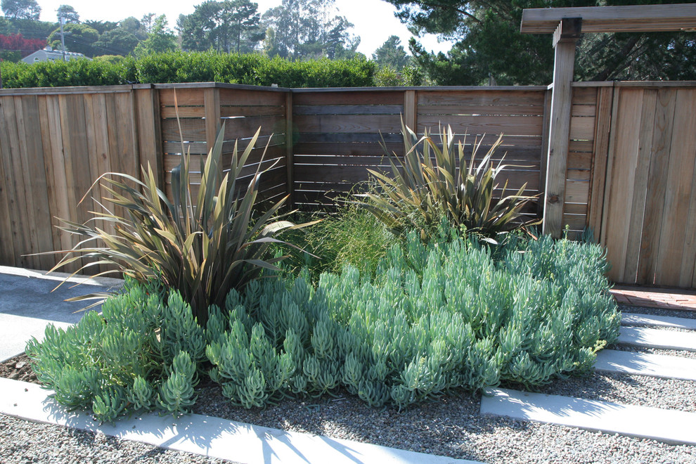 Great Design Plant: Blue Chalk Sticks