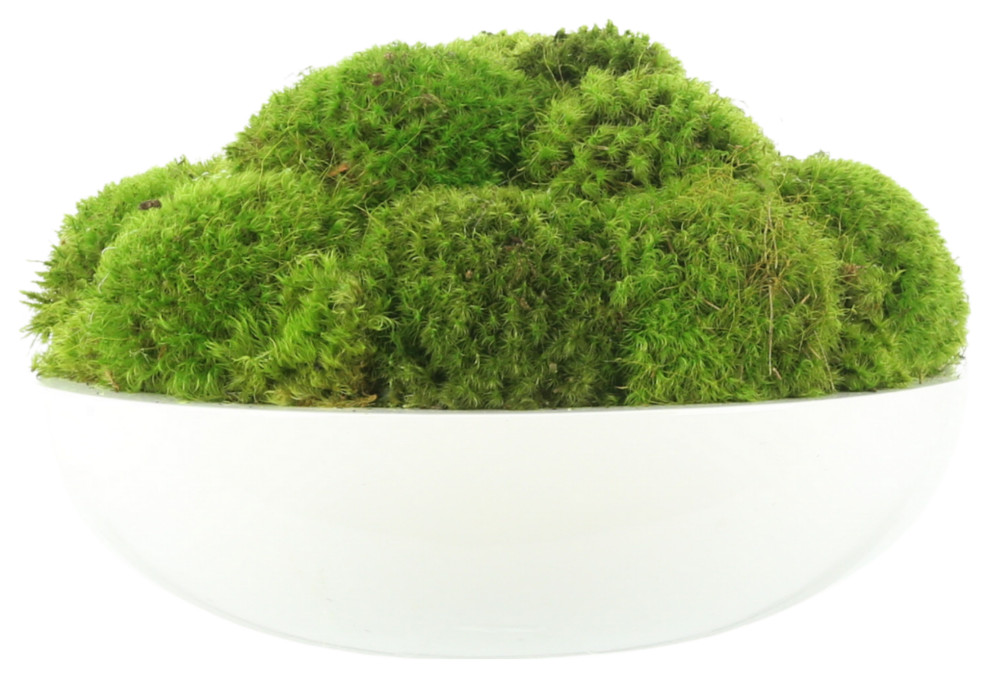 Natural Moss In White Bowl Contemporary Artificial Plants And Trees