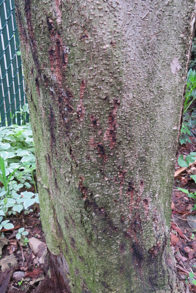 Magnolia tree is dying, can I save it.