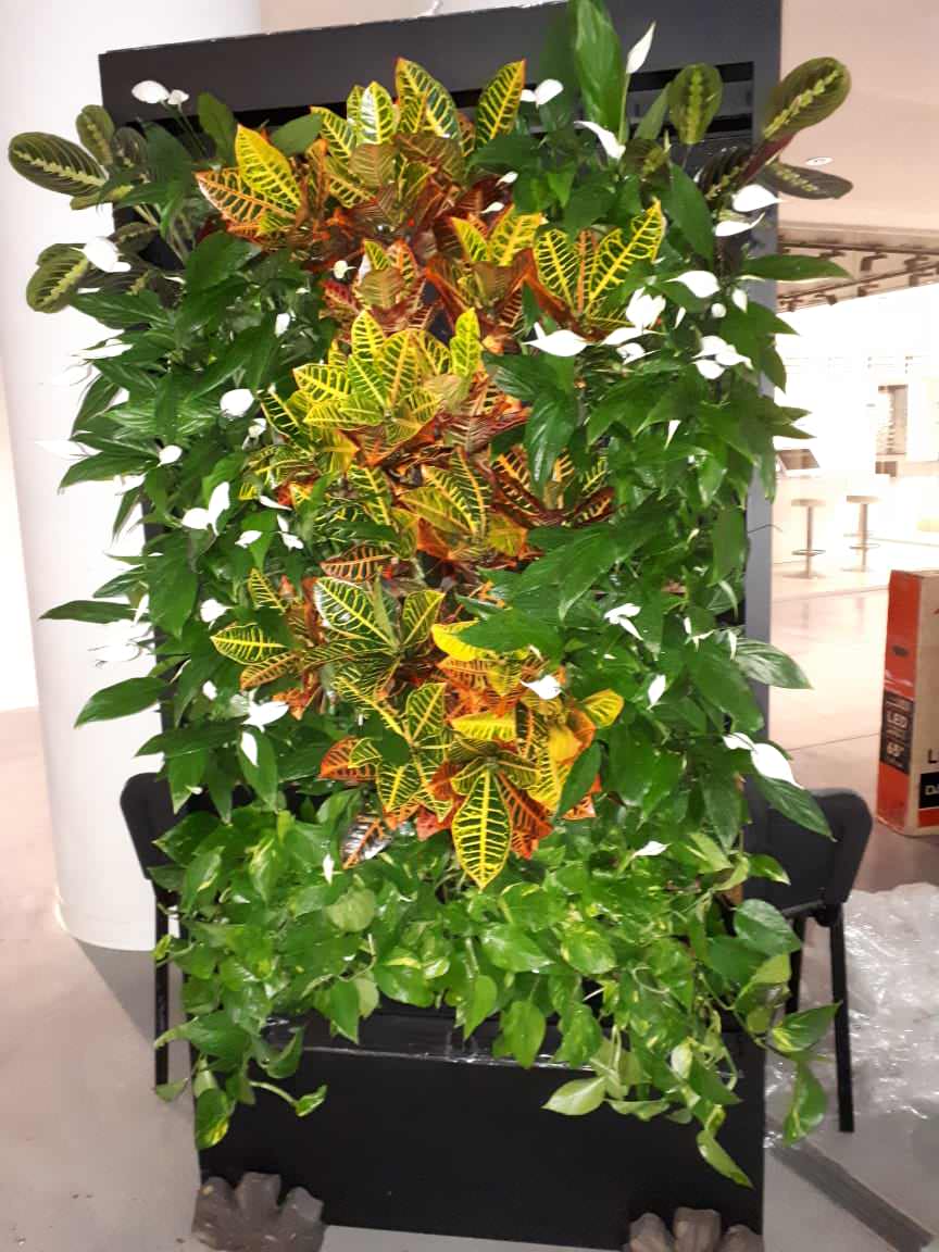 Вертикальное озеленение Авенир