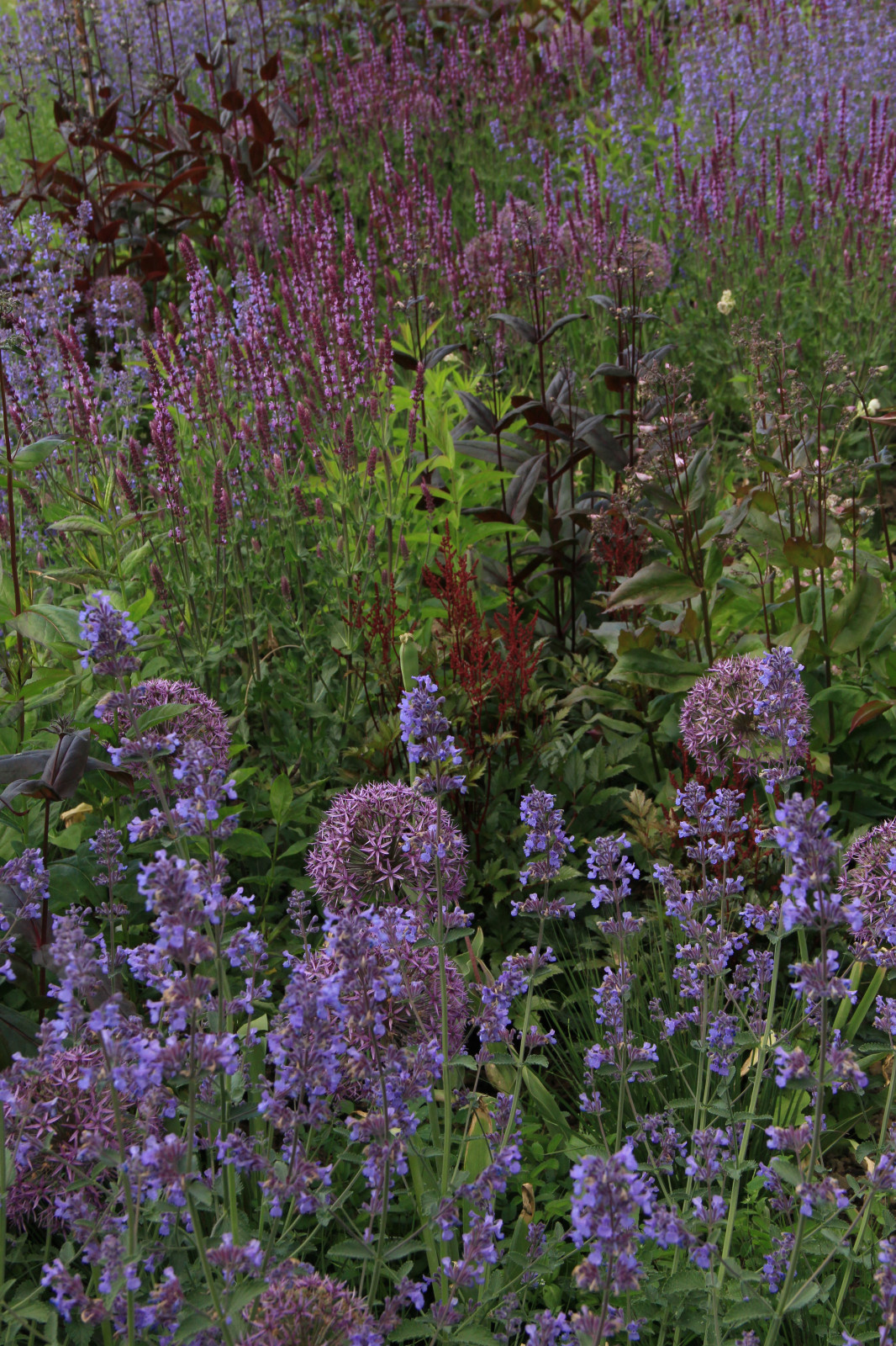 Злаковые цветники