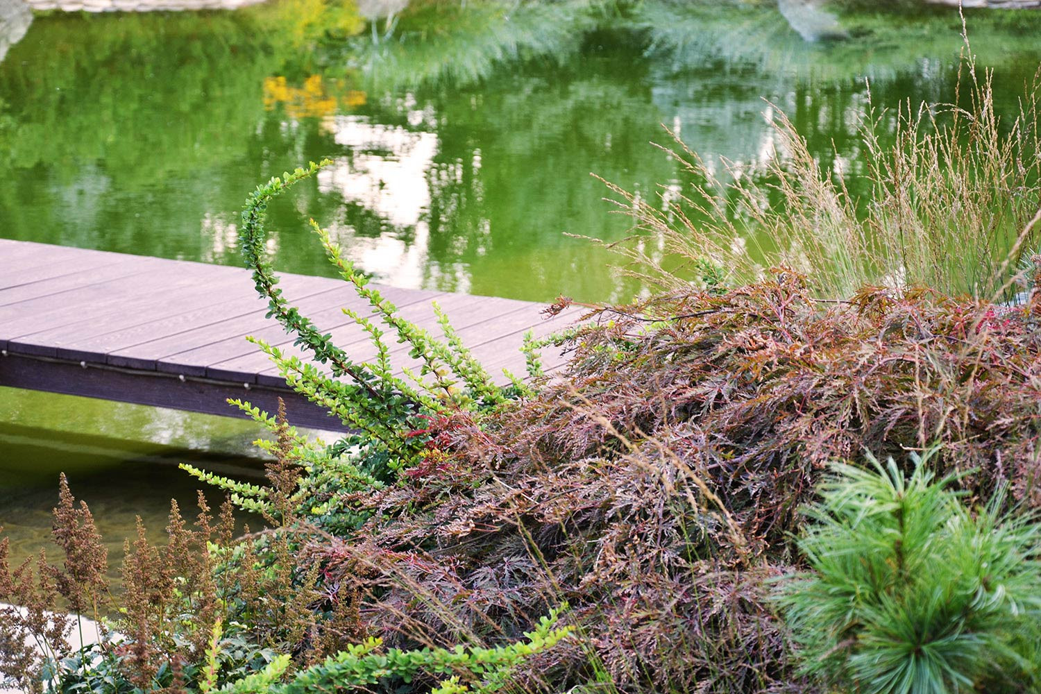 Ландшафтный сад с прудом в КП "Европа"