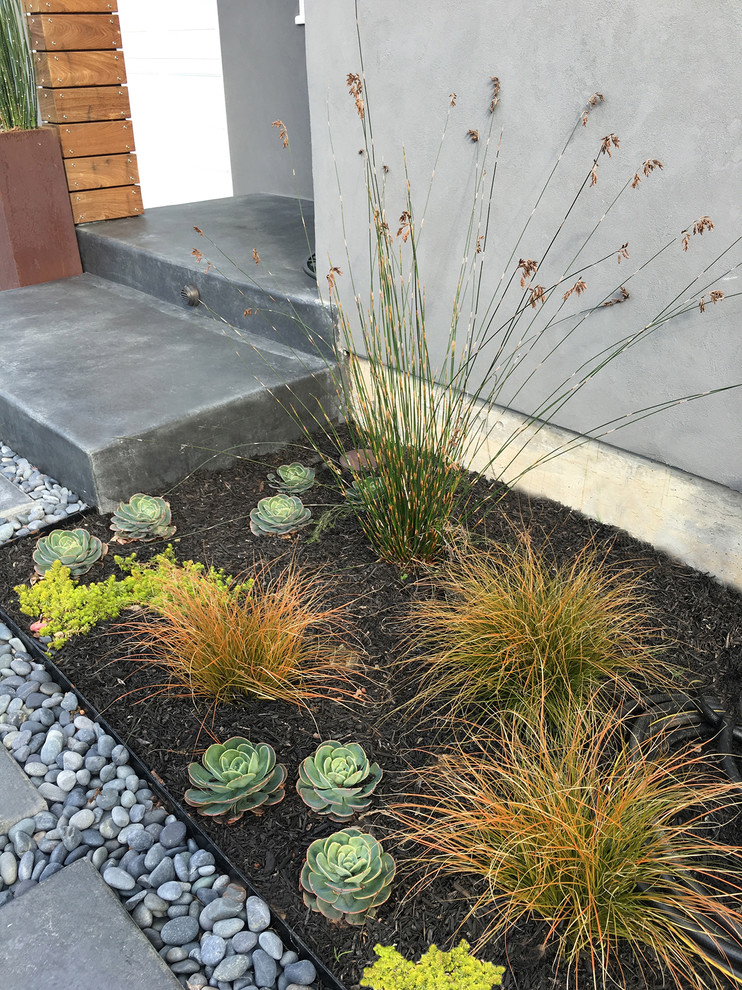 This is an example of a mid-sized contemporary front yard full sun xeriscape for summer in San Francisco with a garden path and mulch.