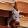 A-1 Pest Control