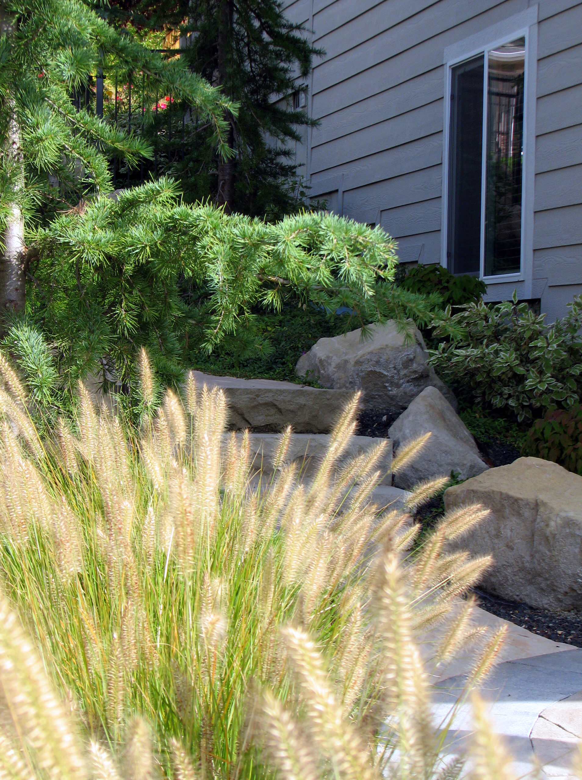 Dwarf Fountain Grass Design