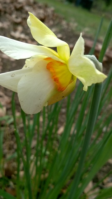 Daffodils 