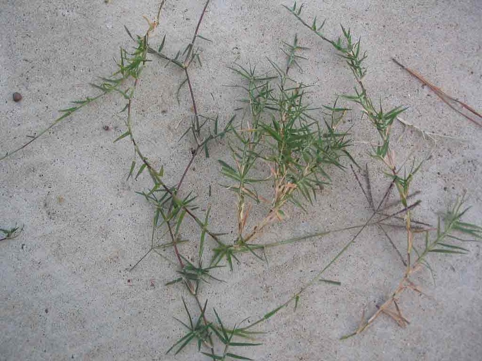 Bermuda Grass (Vine) has infiltrated my fescue lawn!