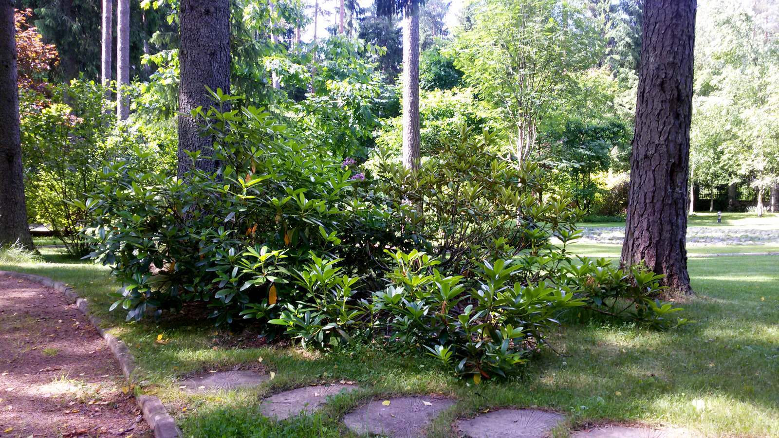 Рододендроны