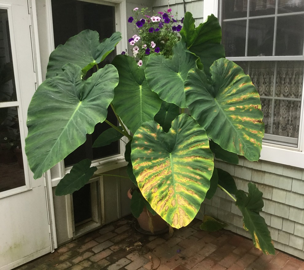 What’s wrong with my Elephant Ears?