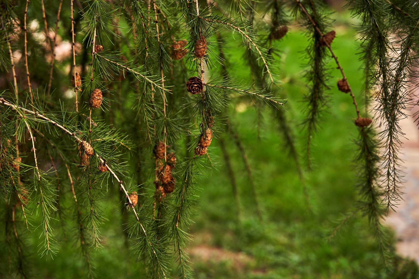 Простор и комфорт загородной жизни