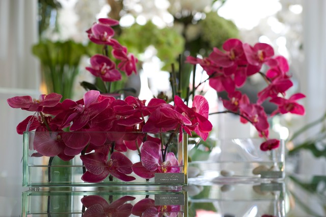 Emilio Robba Fuchsia Orchid in Glass Plate Vase - Living Room