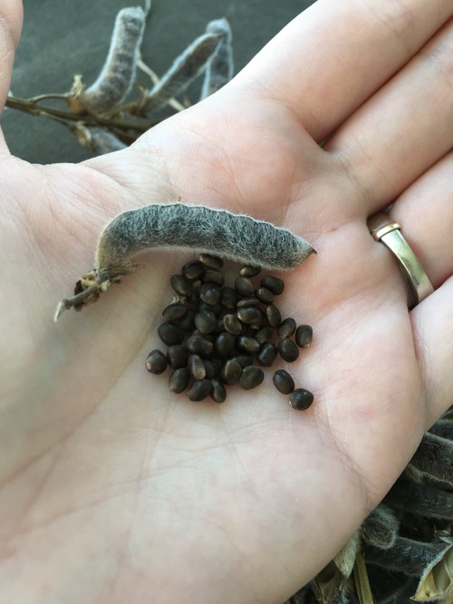 Lupine gone to seed now what