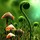 Last commented by addicted2plants Southern IL USA