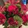 maryann_naar