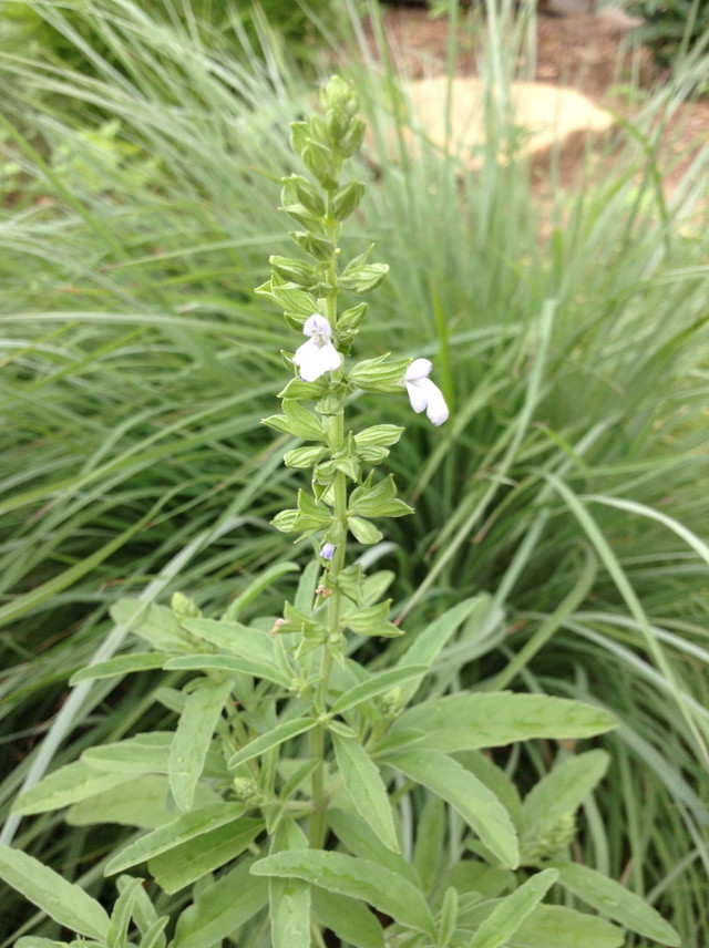 What is this mintysmelling plant?