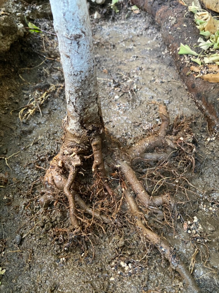 Ginkgo biloba root problem