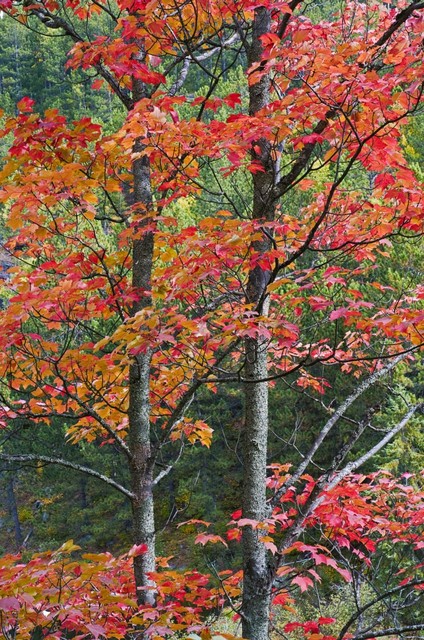 images Maple Trees In Ontario Canada houzz