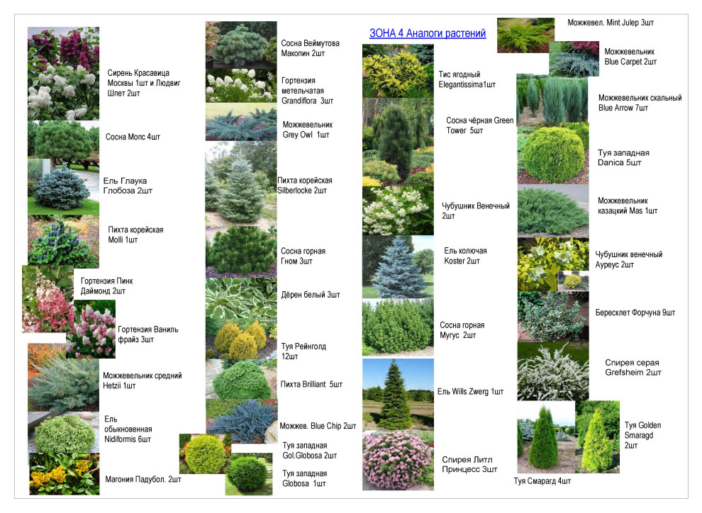 Ассортимент растений