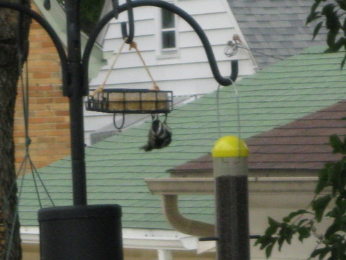 Sparrow Starling Proofing Suet Feeder