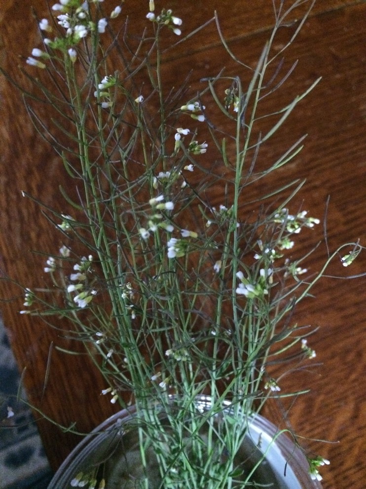 Help identify this weed with tiny white flowers