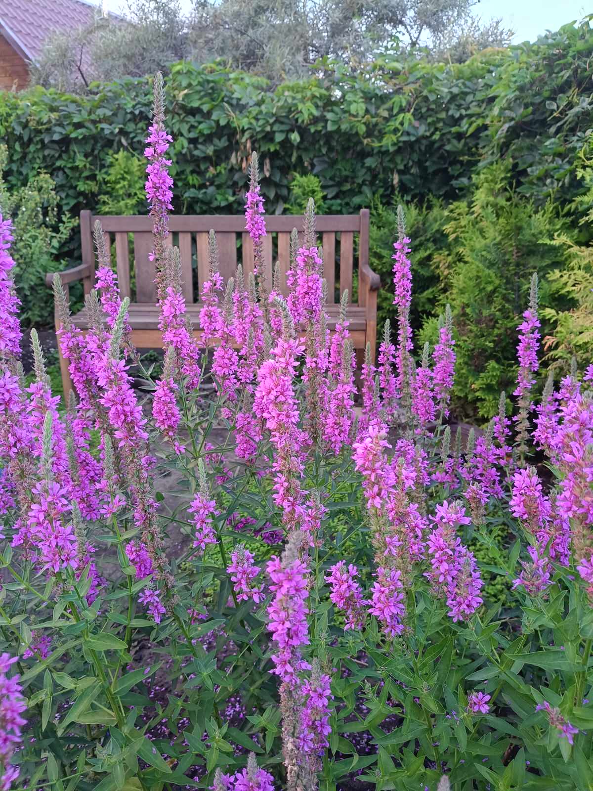 Сад в коттеджном поселке