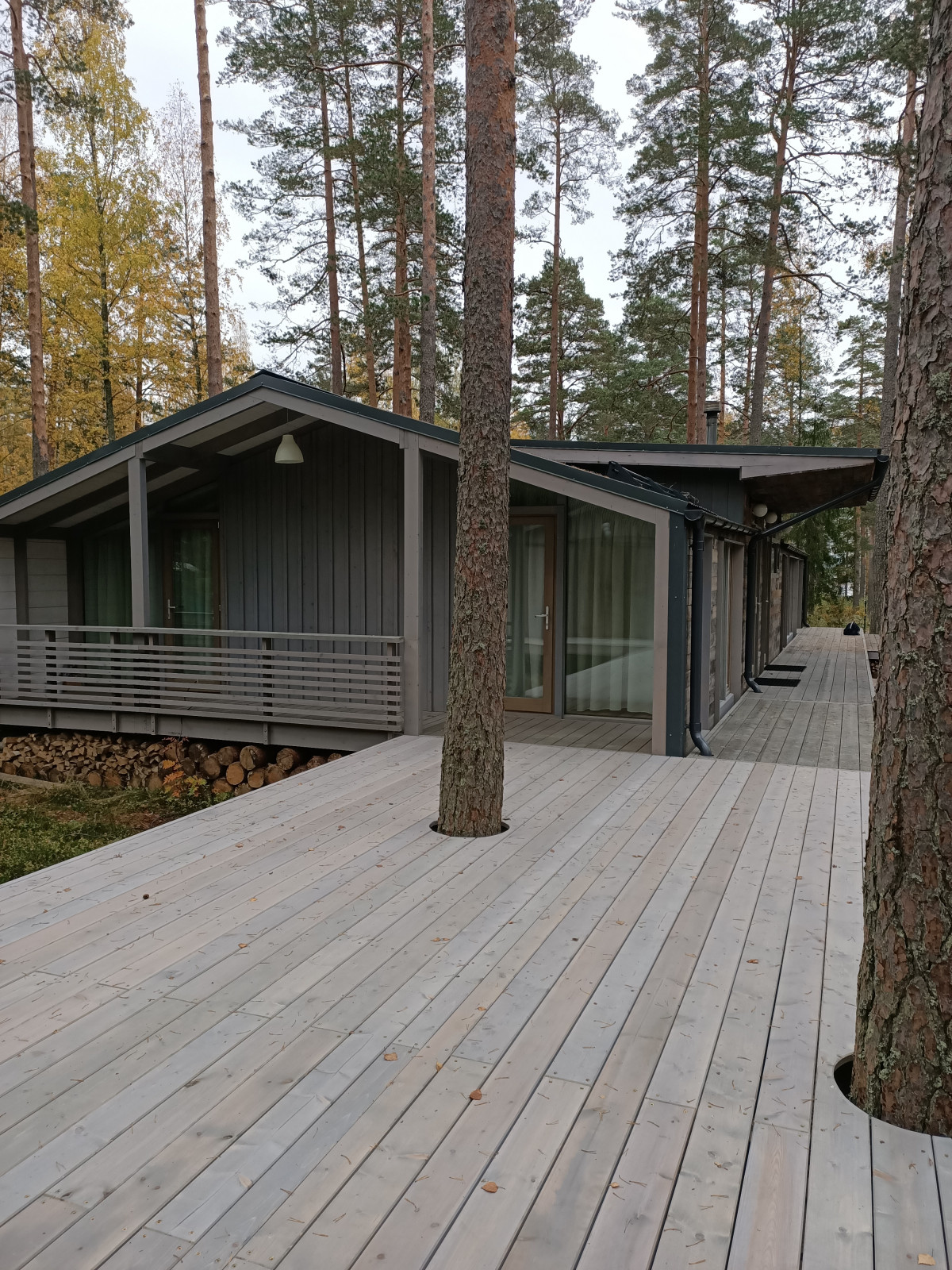 Участок в сосновом лесу, 2020