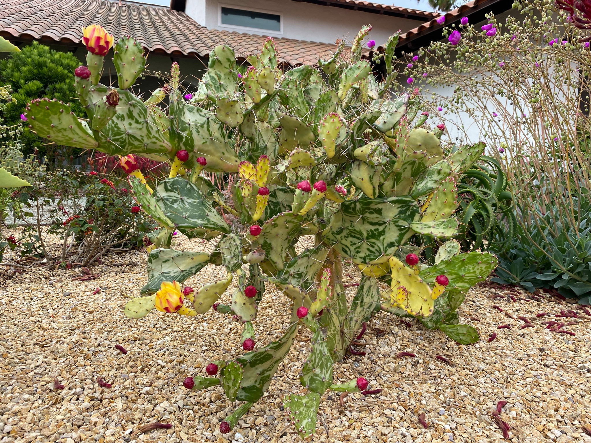 Rancho Palos Verdes, CA - Front Yard Regenerative Renovation