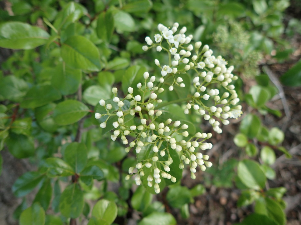 Small, White Flower Clusters?