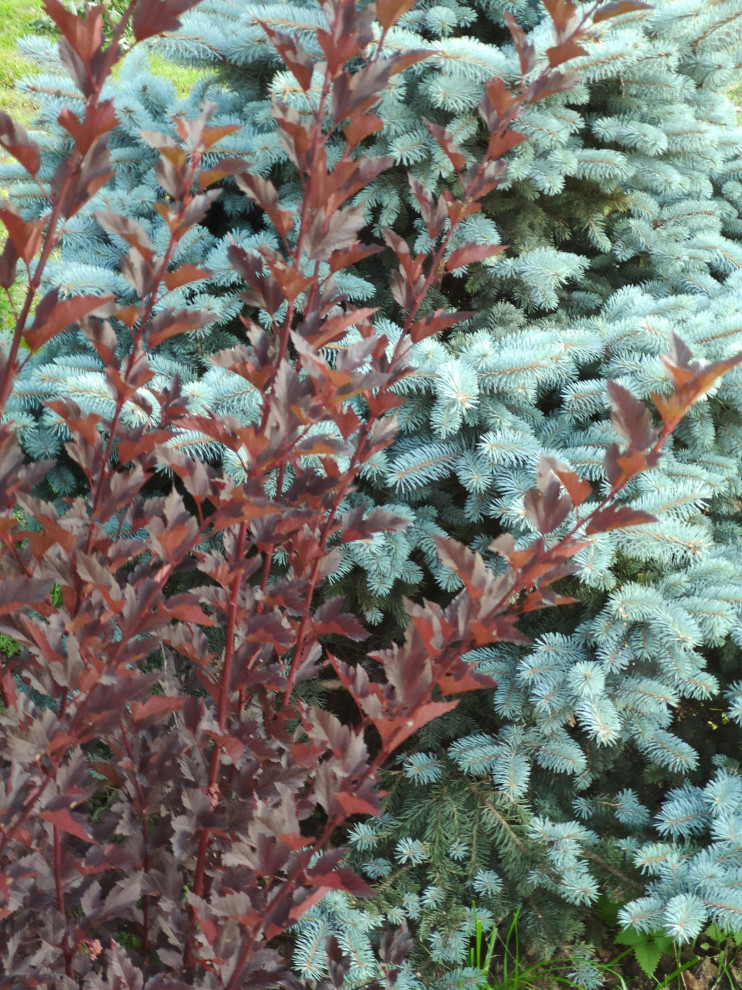 "Мурановские кружева"