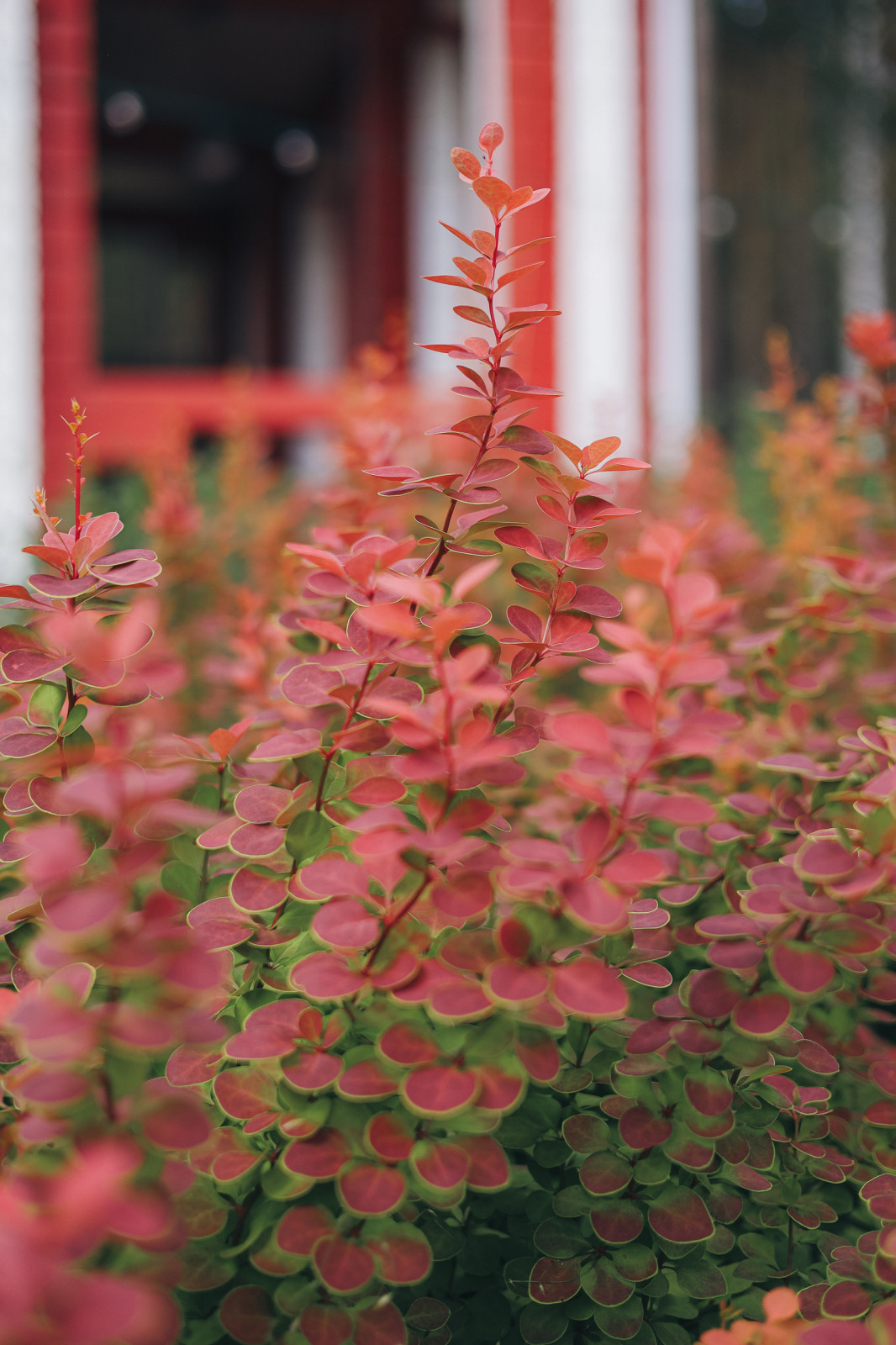 50 оттенков красного